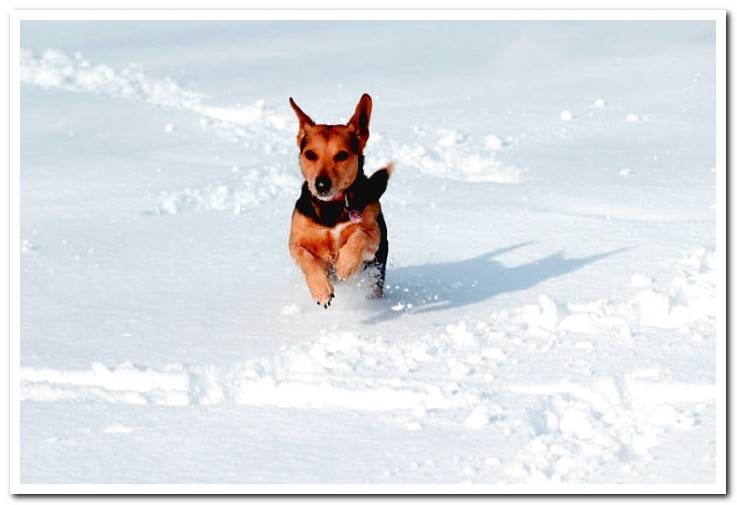 dog-jumping-in-the-snow