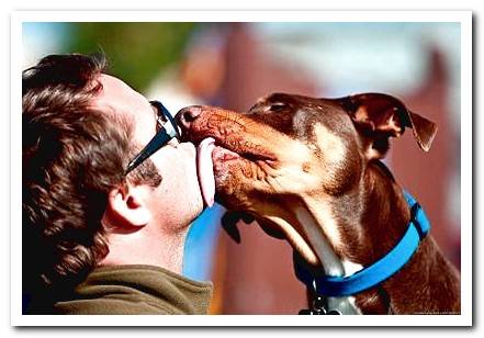 dog loving its owner