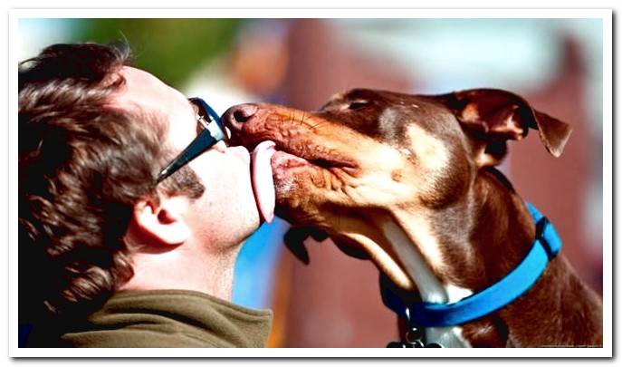 dog kissing human