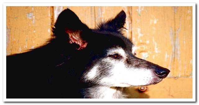 dog leaning against the wall