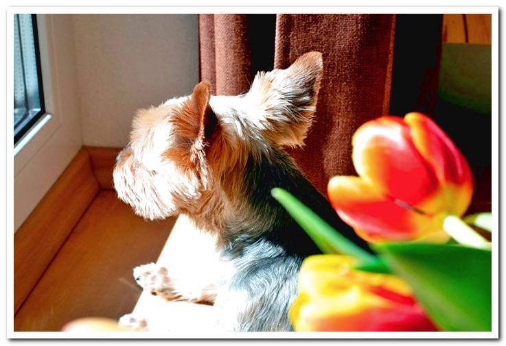 dog-leaned-out-the-window-waiting-for-its-owner