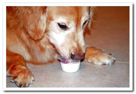 dog-licking-a-yogurt
