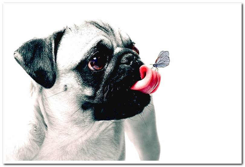 dog-licking-butterfly
