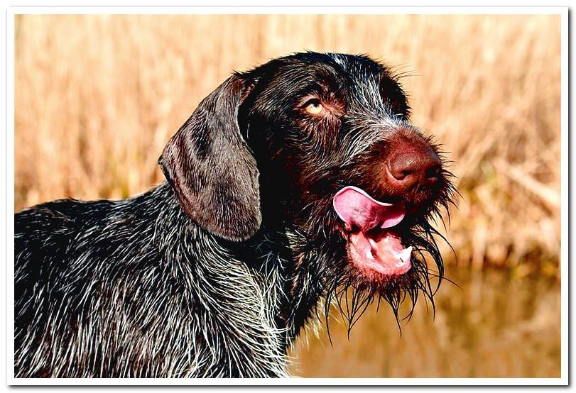 Home remedies to cure diarrhea in dogs