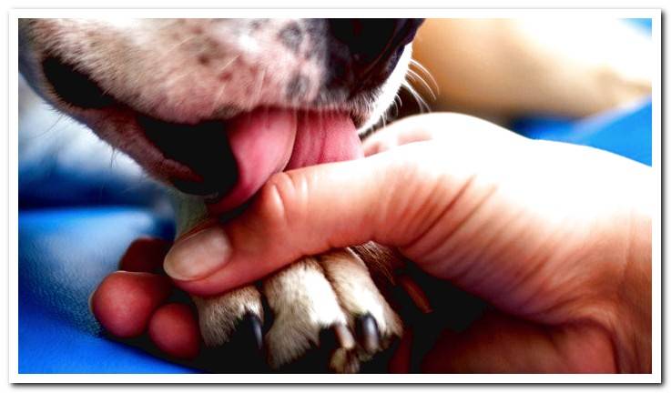 dog-licks-excessively-and-causes-ulcer