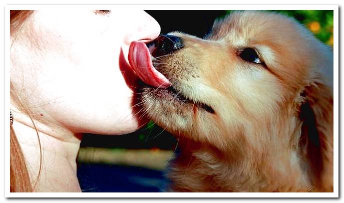 dog licks face