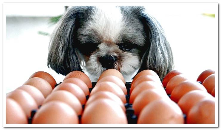 dog-watching-chicken-eggs
