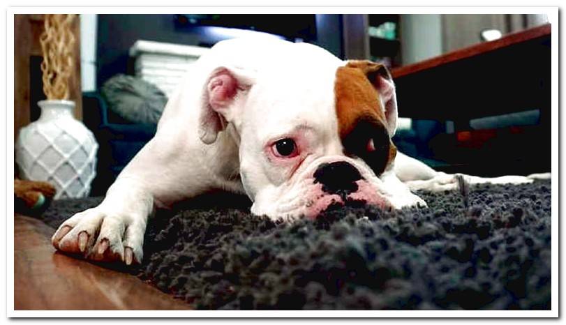 dog-lying-on-carpet-with-fleas