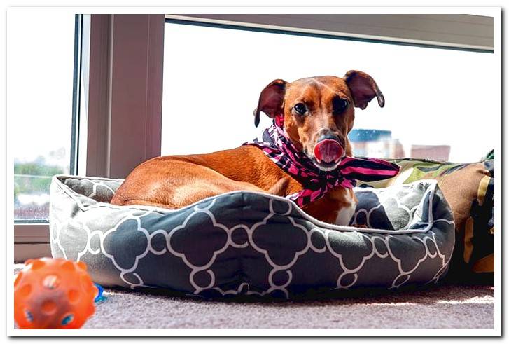 dog-lying-in-his-bed