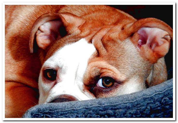 dog-lying-in-his-bed