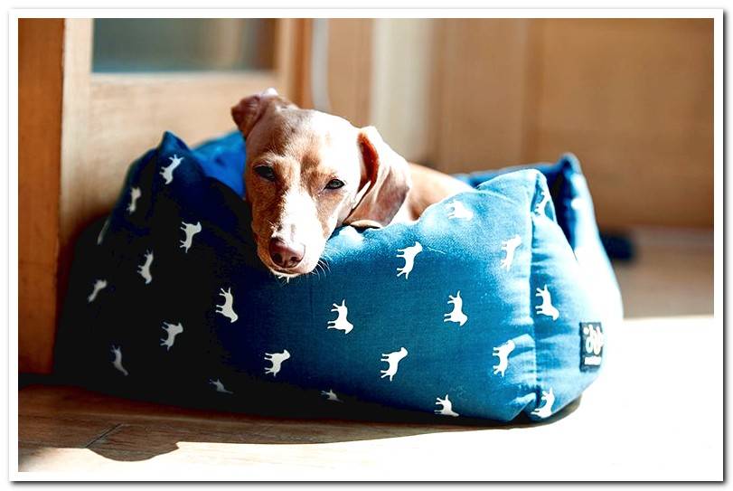 dog-lying-in-his-bed-after-scratching