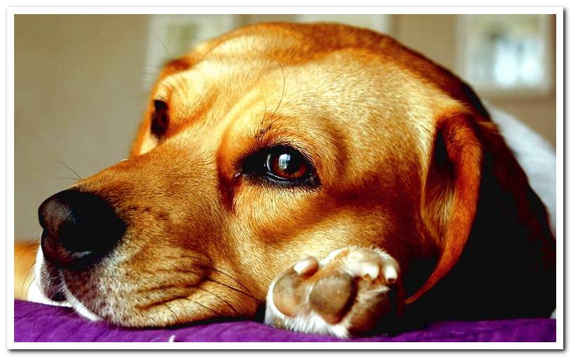 Pododermatitis in Dogs - Symptoms and Treatment