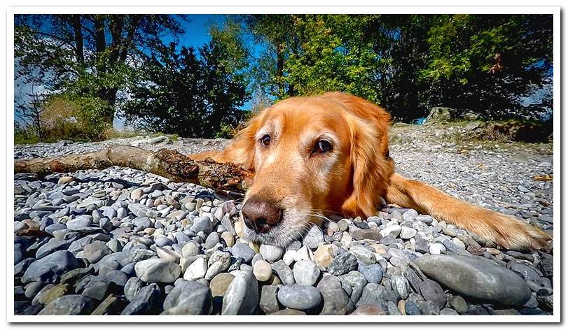 dog-lying-sunbathing