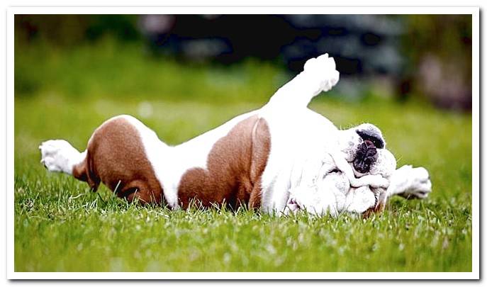 dog wallowing in grass