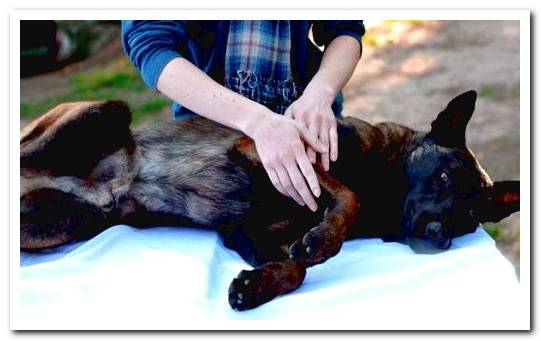 Massage a dog to decrease its pain