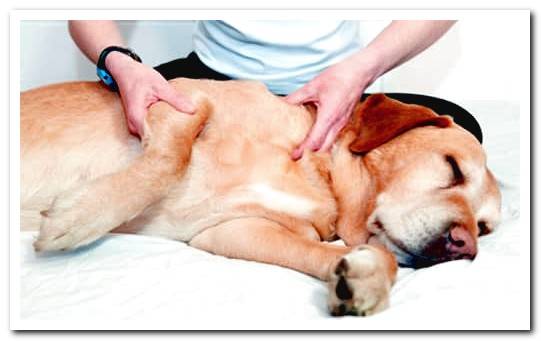 massaging a dog