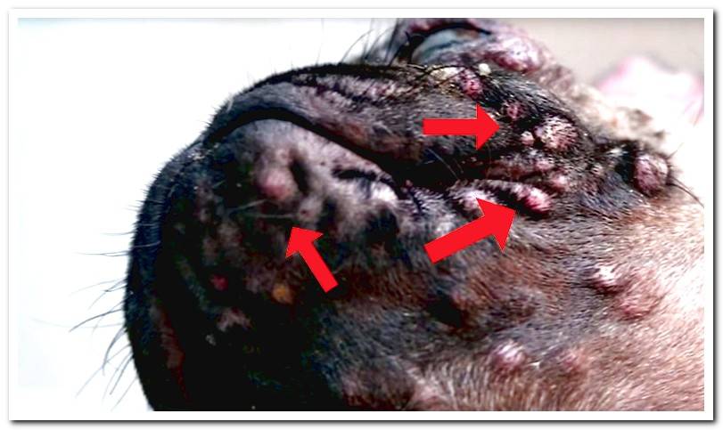 dog-snout-with-acne