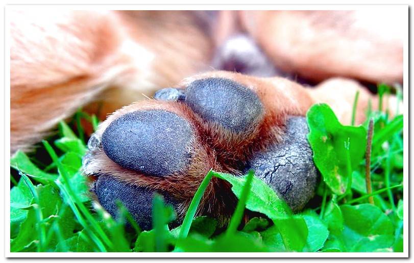 cushions-and-dog-nails