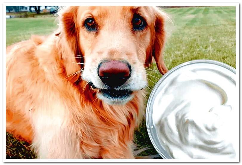 dog-next-to-a-yogurt