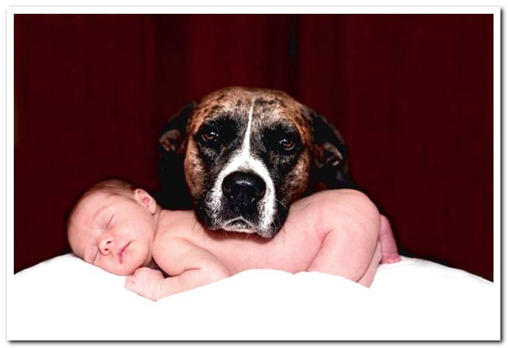 dog-next-to-baby-human