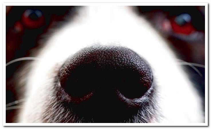 dog-nose-and-its-nose