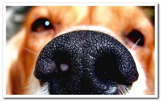 dog nose