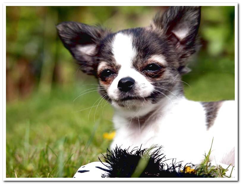 dog-of-breed-chihuahua-with-breathing-noises