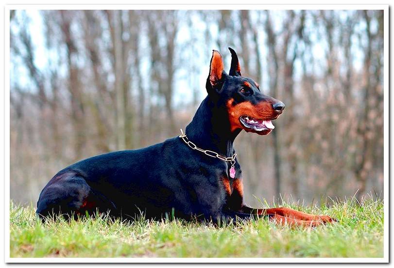 dog-of-breed-doberman-lying-on-the-grass