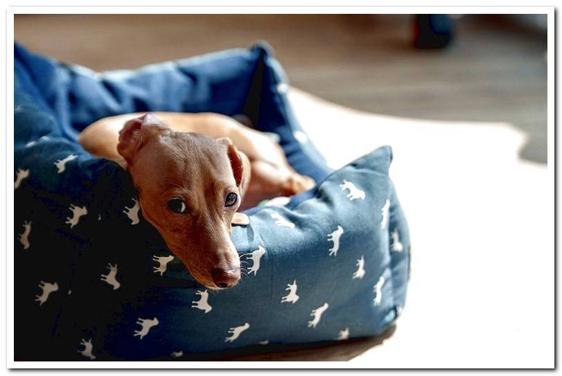dog-on-bed-type-crib