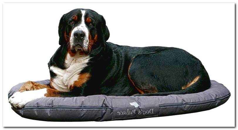 dog-on-bed-circular-fabric-washable