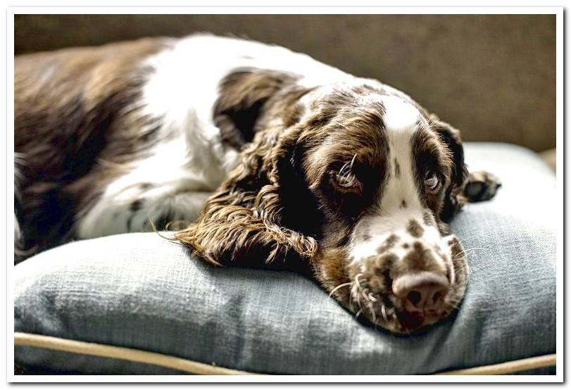 dog-on-bed-cushion