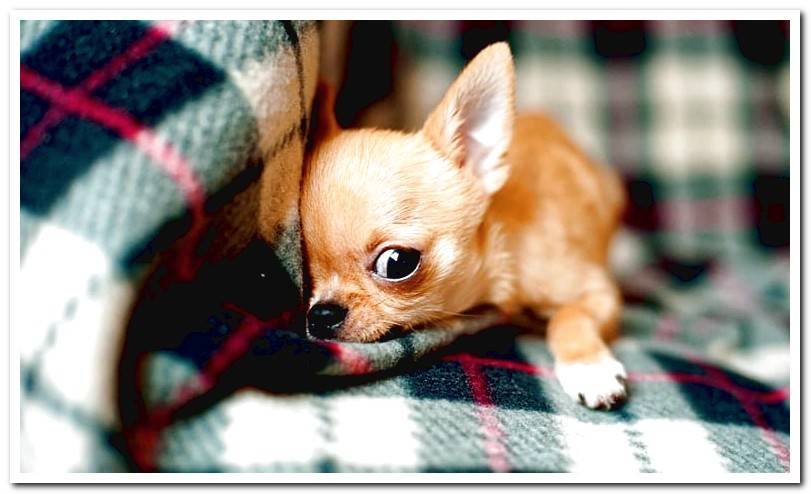 dog-on-the-couch