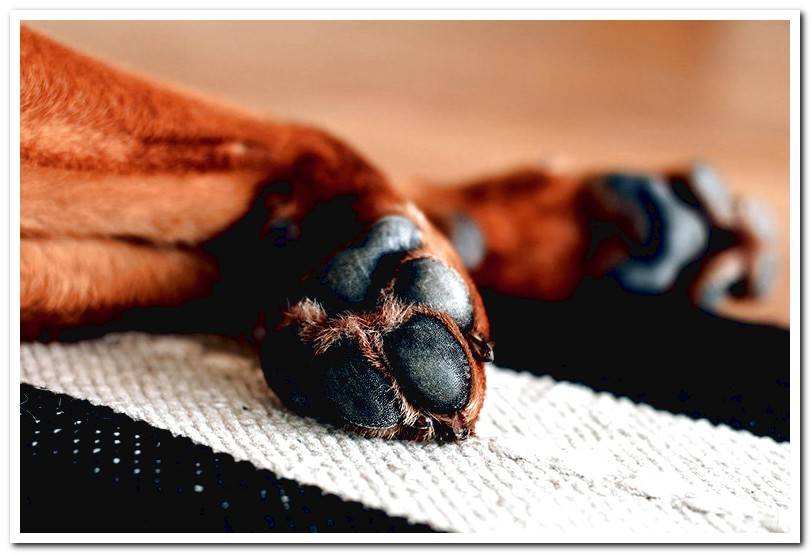 Why doesn't my dog ​​like to have his paws touched?