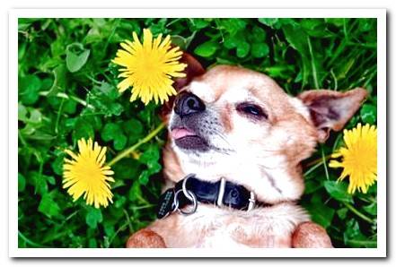 dog intoxicated by a plant