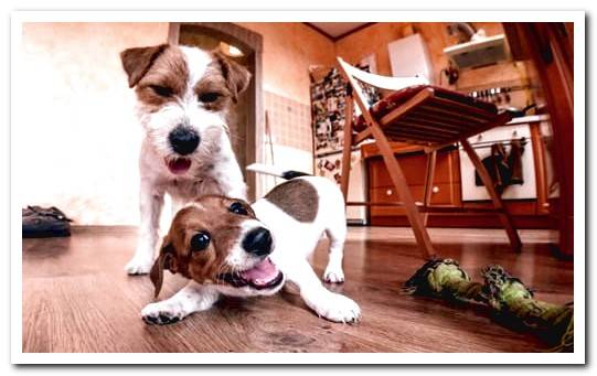 dog playing at home