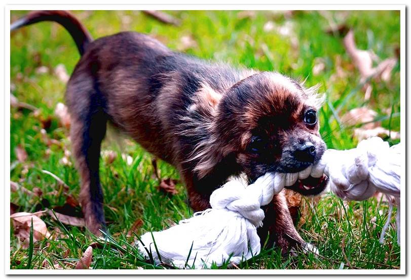 dog-playing-with-a-rope