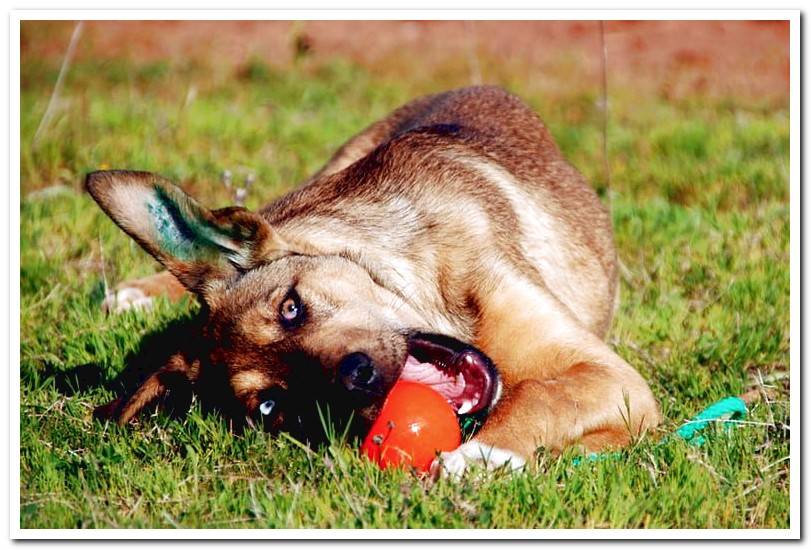 dog-playing-with-ball