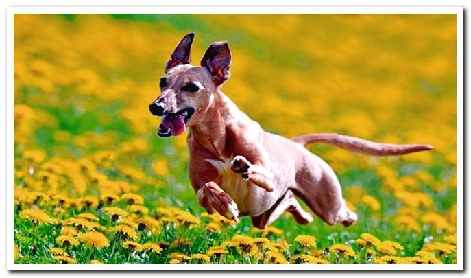 dog playing with flowers