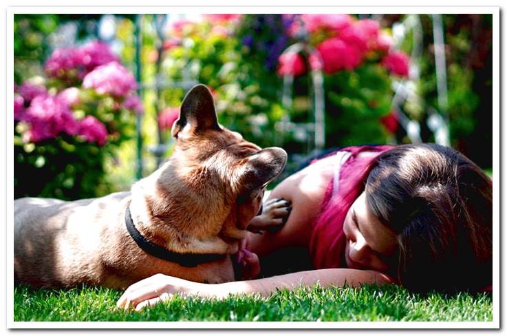 dog-playing-with-his-human