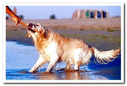 dog playing with a stick