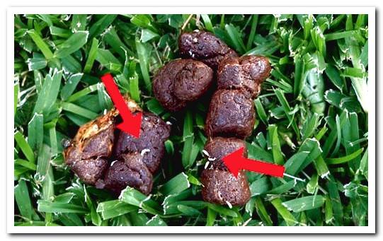 dog poop with earthworms