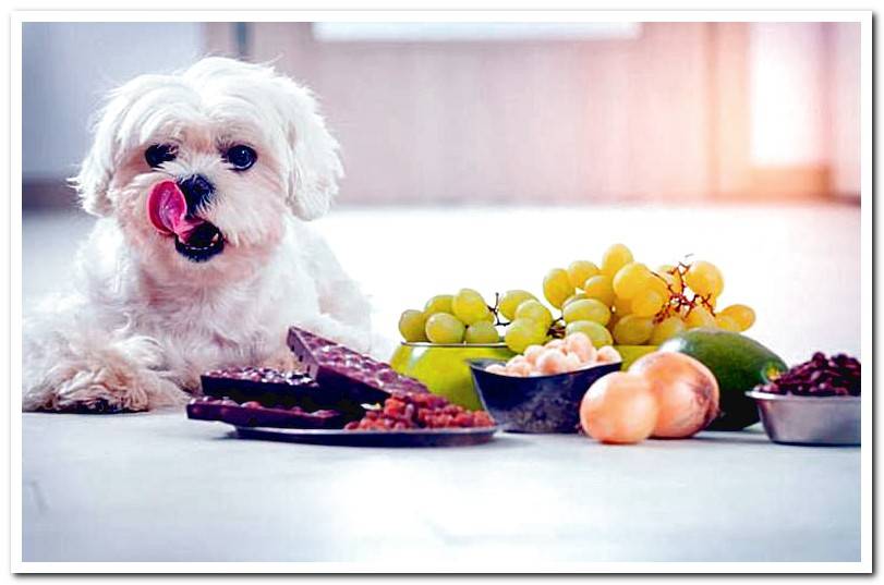 dog-prepared-to-eat-harmful-food
