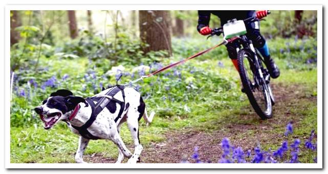 dog pulling bike