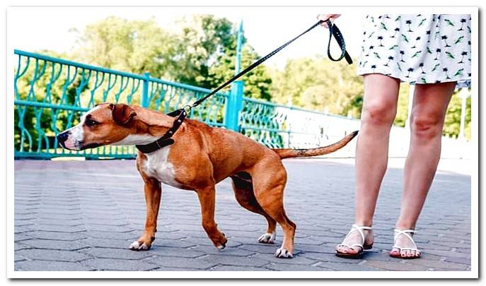 dog pulls on leash
