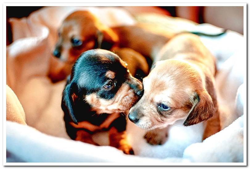 puppy-dogs-in-the-nest