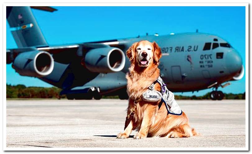 dog-ready-to-fly