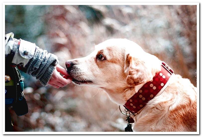 dog-receiving-a-cookie