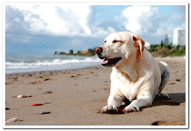 dog-resting-by-the-seaside