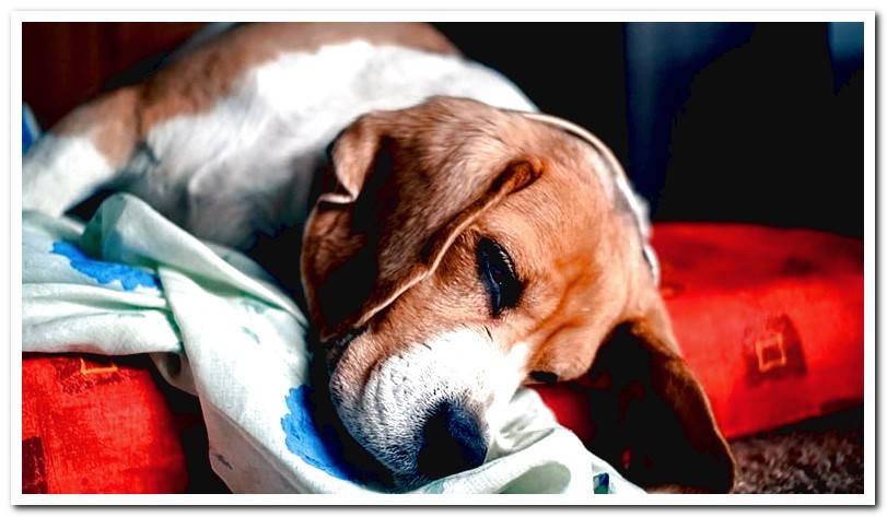 dog-resting-in-his-bed