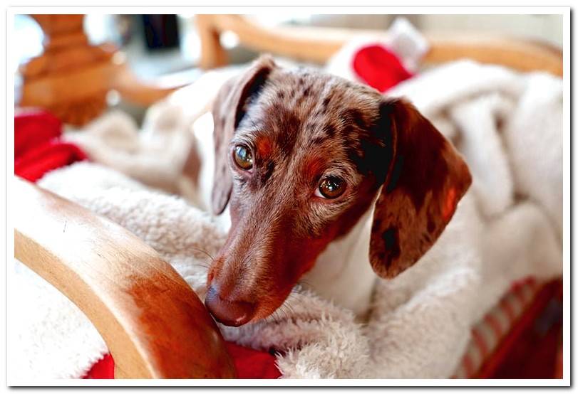 dog-resting-in-his-bed